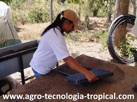 con otra bandeja se empareja el sustrato despues de tapado